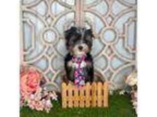 Yorkshire Terrier Puppy for sale in Morris Chapel, TN, USA