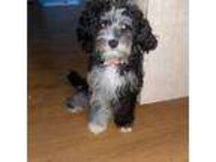 Cavapoo Puppy for sale in Humble, TX, USA