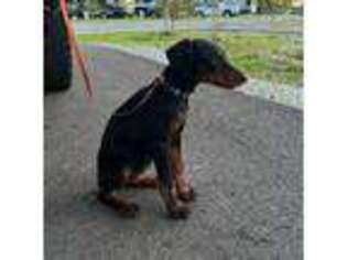 Doberman Pinscher Puppy for sale in Jonesboro, AR, USA