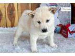 Shiba Inu Puppy for sale in Jonesboro, AR, USA