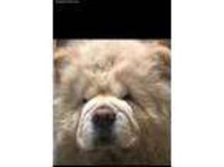 Chow Chow Puppy for sale in Detroit, MI, USA