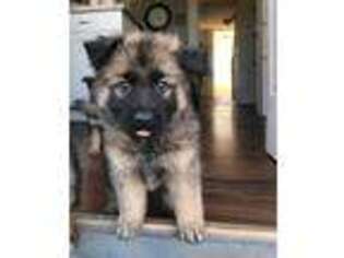 German Shepherd Dog Puppy for sale in East Lyme, CT, USA