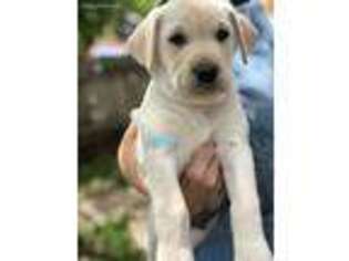 Labrador Retriever Puppy for sale in Chariton, IA, USA