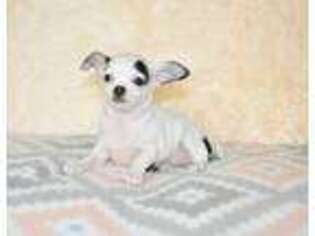 Chihuahua Puppy for sale in Elk Grove, CA, USA