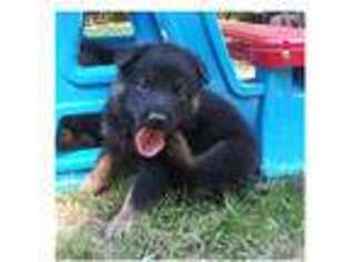 German Shepherd Dog Puppy for sale in Douglasville, GA, USA