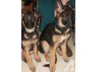 German Shepherd Dog Puppy for sale in VADER, WA, USA