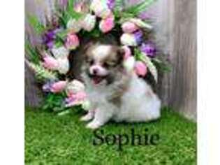 Pomeranian Puppy for sale in Howe, IN, USA