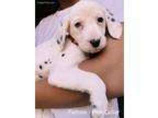 Dalmatian Puppy for sale in Whittier, NC, USA