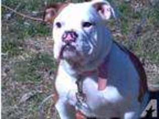 Bulldog Puppy for sale in WOLF CREEK, OR, USA
