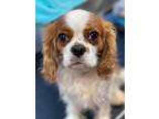 Cavalier King Charles Spaniel Puppy for sale in Cleveland, NC, USA