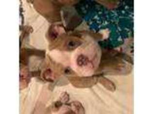 Bulldog Puppy for sale in Ortonville, MI, USA