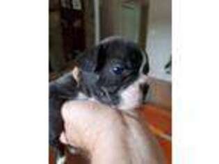 French Bulldog Puppy for sale in Dandridge, TN, USA