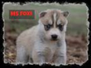 Siberian Husky Puppy for sale in Smithville, MS, USA