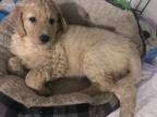 Goldendoodle Puppy for sale in North Providence, RI, USA
