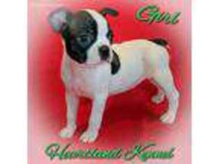Boston Terrier Puppy for sale in Sophia, NC, USA