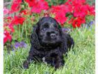 Cocker Spaniel Puppy for sale in Rigby, ID, USA
