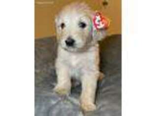 Goldendoodle Puppy for sale in Palm Desert, CA, USA