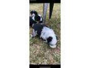 Australian Shepherd Puppy for sale in Liberty Hill, TX, USA