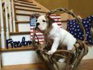 Bulldog Puppy for sale in Lagrange, GA, USA