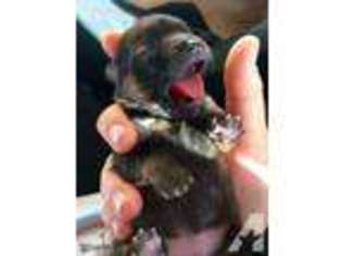 Mutt Puppy for sale in NEWCASTLE, CA, USA