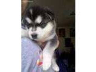 Alaskan Malamute Puppy for sale in Coloma, MI, USA
