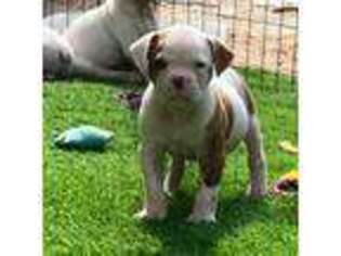 American Bulldog Puppy for sale in Sun City, CA, USA
