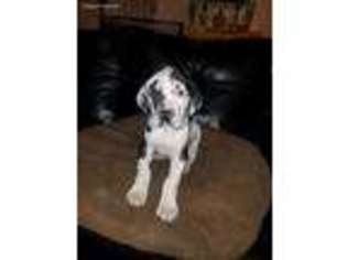 Great Dane Puppy for sale in LOS ANGELES, CA, USA