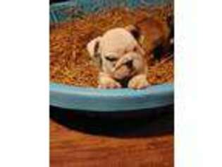 Bulldog Puppy for sale in Shelbyville, IL, USA