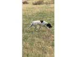 German Shorthaired Pointer Puppy for sale in Miles City, MT, USA