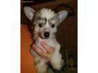 Chinese Crested Puppy for sale in Frankfort, IN, USA