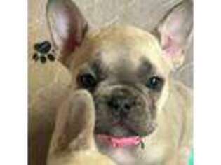 French Bulldog Puppy for sale in Wenonah, NJ, USA