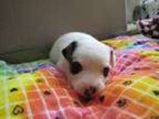 Jack Russell Terrier Puppy for sale in Ontario, OR, USA