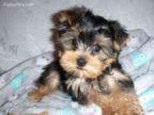 Yorkshire Terrier Puppy for sale in Byhalia, MS, USA