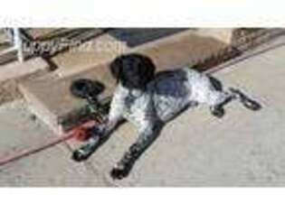 German Shorthaired Pointer Puppy for sale in Newark, NJ, USA