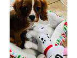 Cavalier King Charles Spaniel Puppy for sale in Oxford, MS, USA