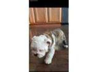 Bulldog Puppy for sale in Carrollton, GA, USA