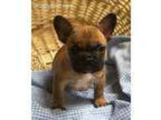 French Bulldog Puppy for sale in North Platte, NE, USA