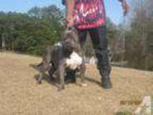 American Pit Bull Terrier Puppy for sale in Jonesboro, GA, USA
