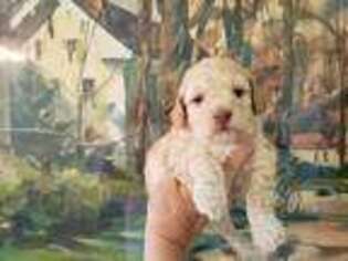 Goldendoodle Puppy for sale in Homosassa, FL, USA