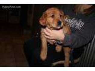 Golden Retriever Puppy for sale in Independence, MO, USA