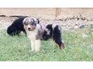Australian Shepherd Puppy for sale in Moulton, AL, USA