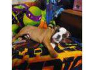 Bulldog Puppy for sale in Chase City, VA, USA