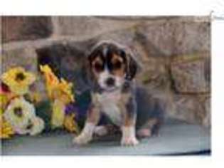 Beagle Puppy for sale in Lancaster, PA, USA