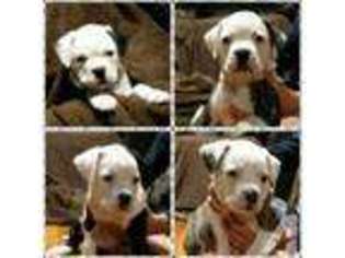 Bulldog Puppy for sale in FALL RIVER, MA, USA