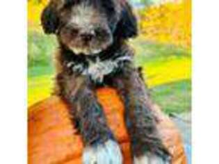 Portuguese Water Dog Puppy for sale in Hardin, IL, USA