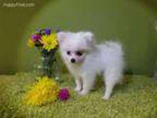 Pomeranian Puppy for sale in Ocala, FL, USA