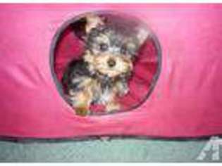 Yorkshire Terrier Puppy for sale in CAPE CORAL, FL, USA