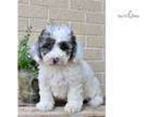 Shepadoodle Puppy for sale in Harrisburg, PA, USA