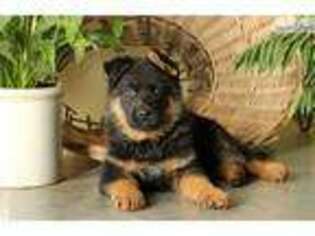 German Shepherd Dog Puppy for sale in Lancaster, PA, USA