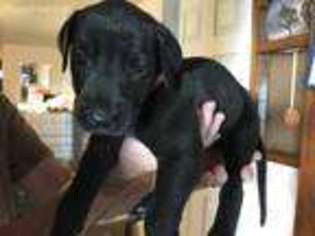 Great Dane Puppy for sale in Avoca, NY, USA